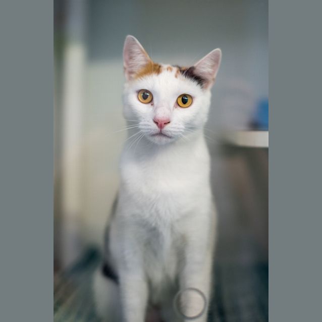 Photo of Coco