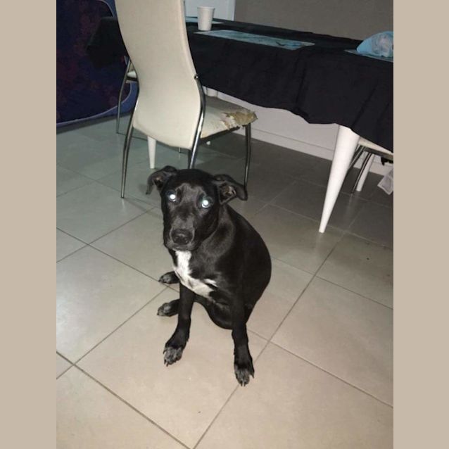 Photo of Buddy