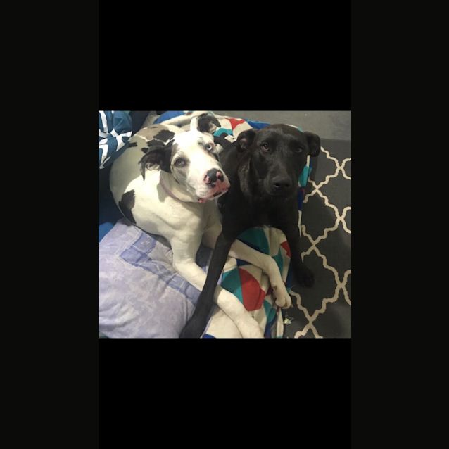 Photo of Piccolo .... Cat Dog And Child Friendly
