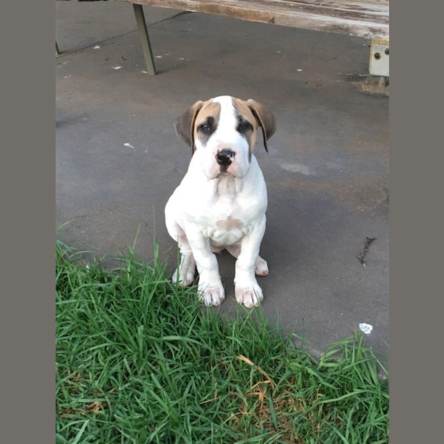 Photo of Penelope(now Piper)