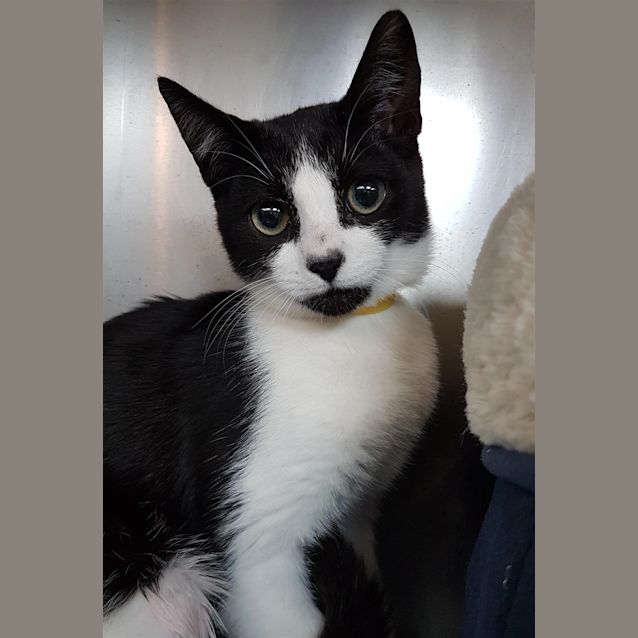 Photo of Buttercup