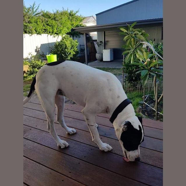 Photo of Gypsy
