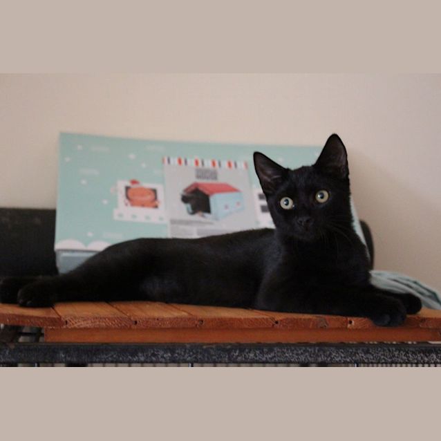 Photo of Zepplin