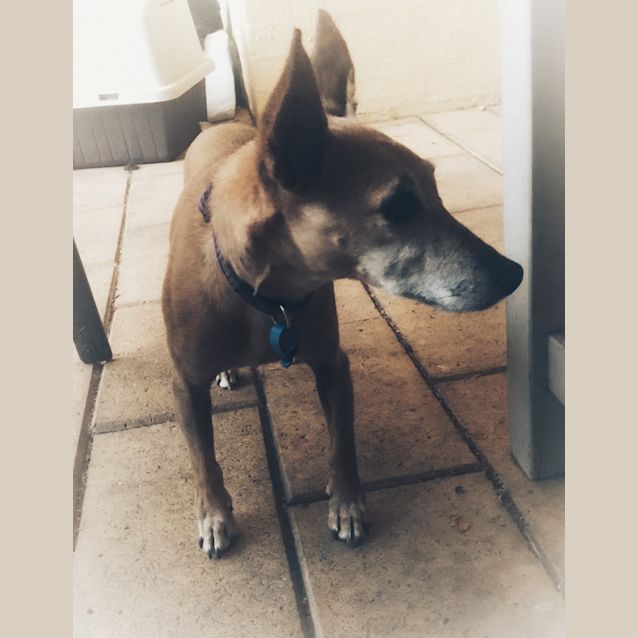 Photo of Milo 