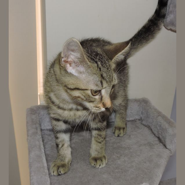 Photo of Hercules @ Petstock Macquarie Center