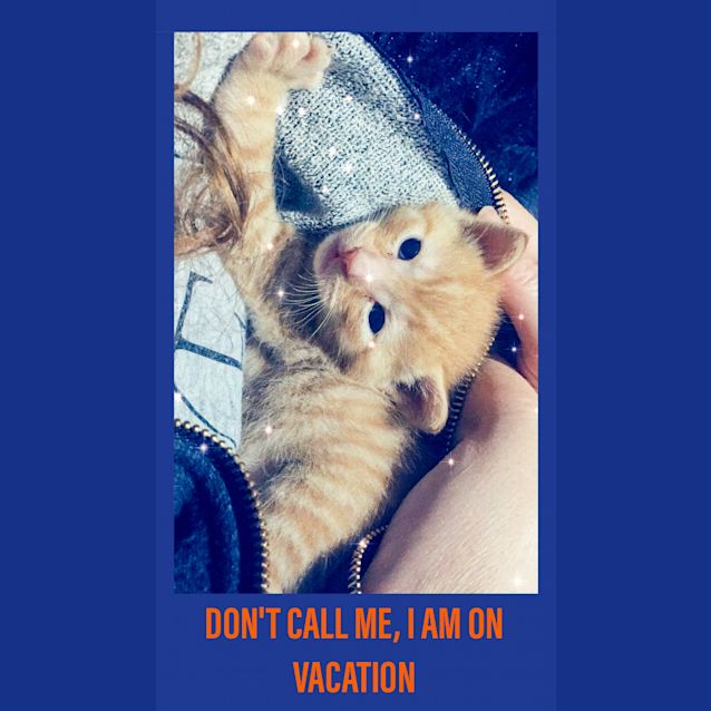 Photo of Jamal The Inquisitive Little Bear Kitty