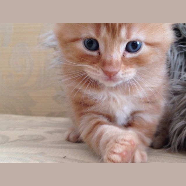 Photo of Shakira The Singing Kitty
