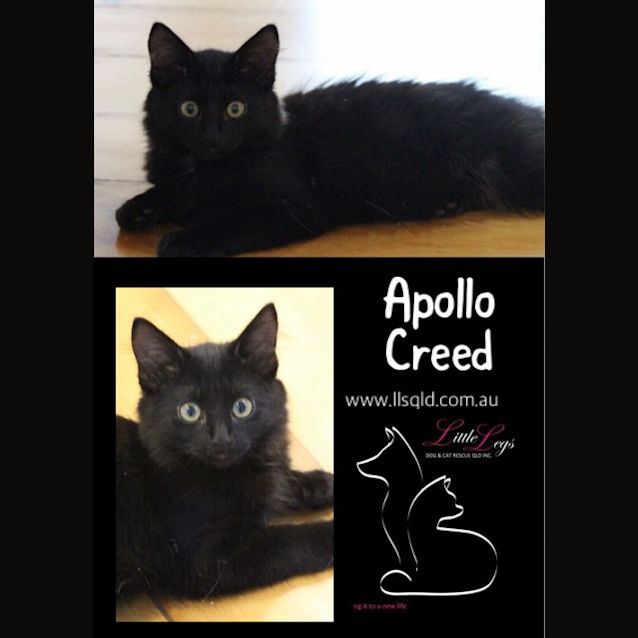 Photo of Apollo Creed 