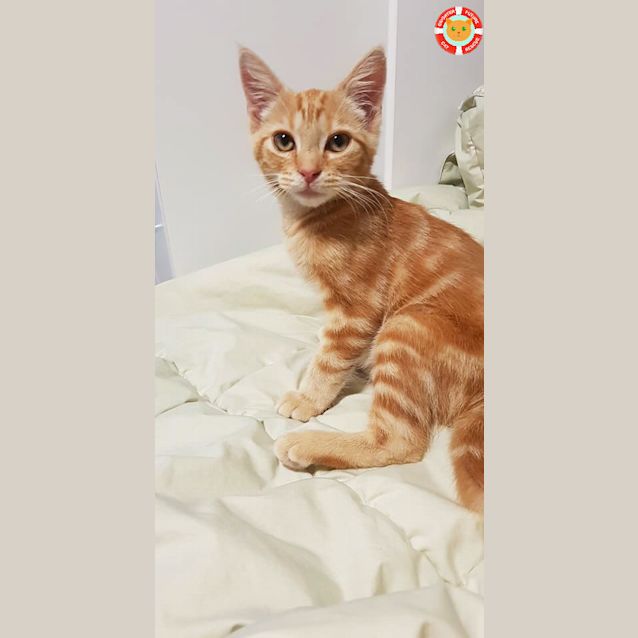 Photo of Weasley
