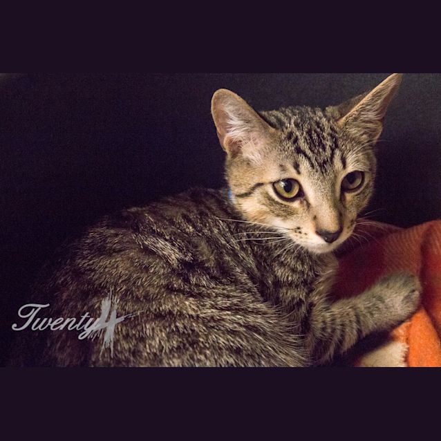 Photo of Riley (5241)