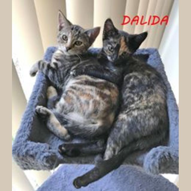 Photo of Dalida **2nd Chance Cat Rescue**