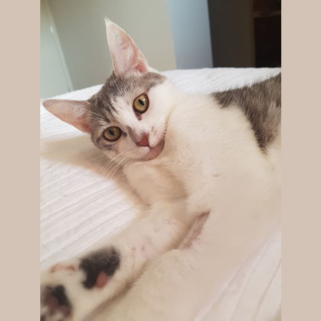 Photo of Nyx **2nd Chance Cat Rescue**