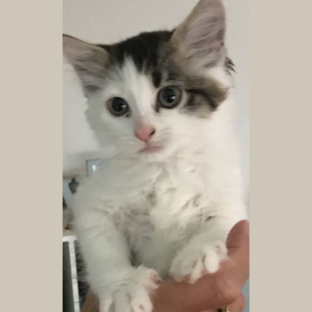 Photo of Delphine **2nd Chance Cat Rescue**