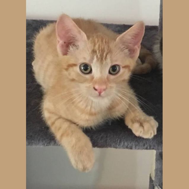 Photo of Oliver