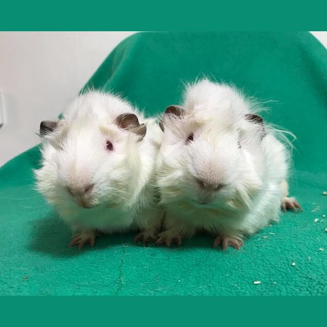 Photo of Ricci And Rocco
