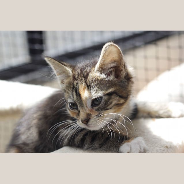Photo of Mini Mittens