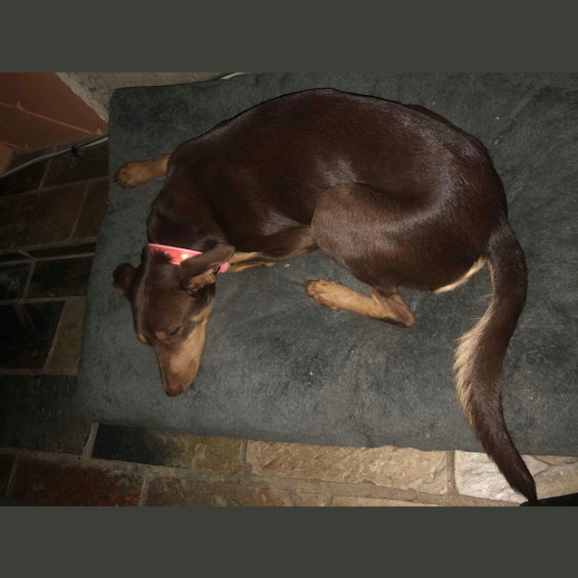 Photo of Misty