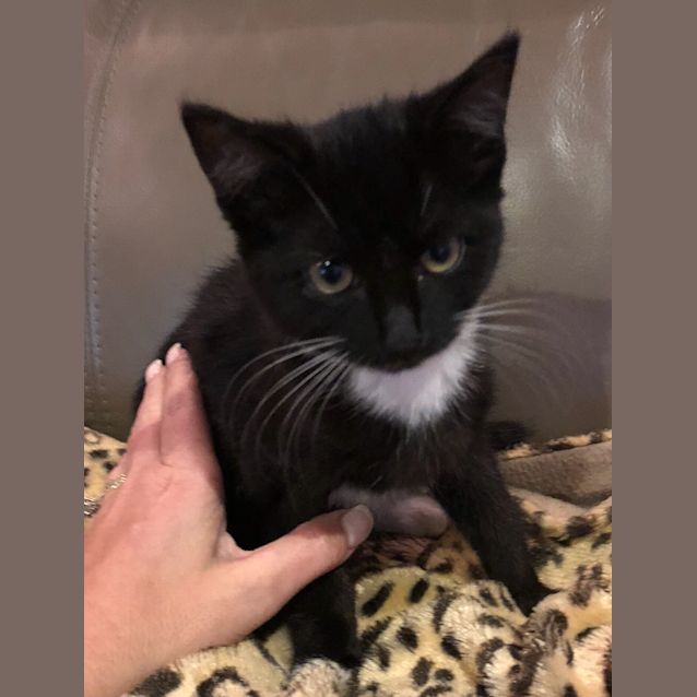 Photo of Georgie **2nd Chance Cat Rescue**