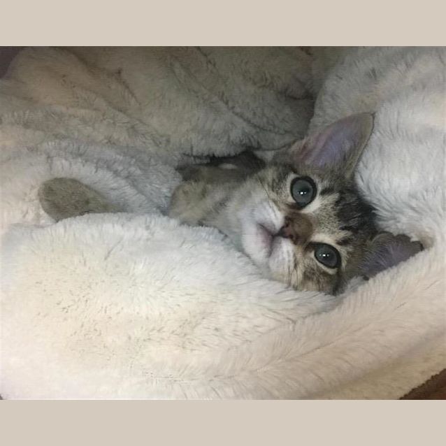 Photo of Purrsia