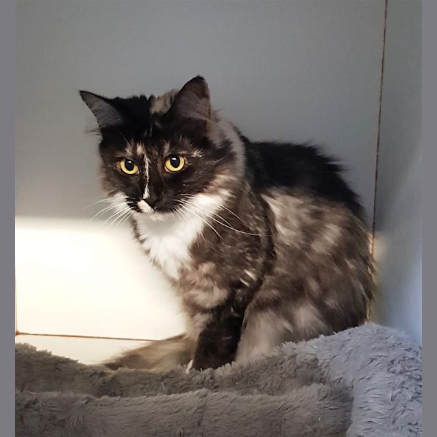 Photo of Nala