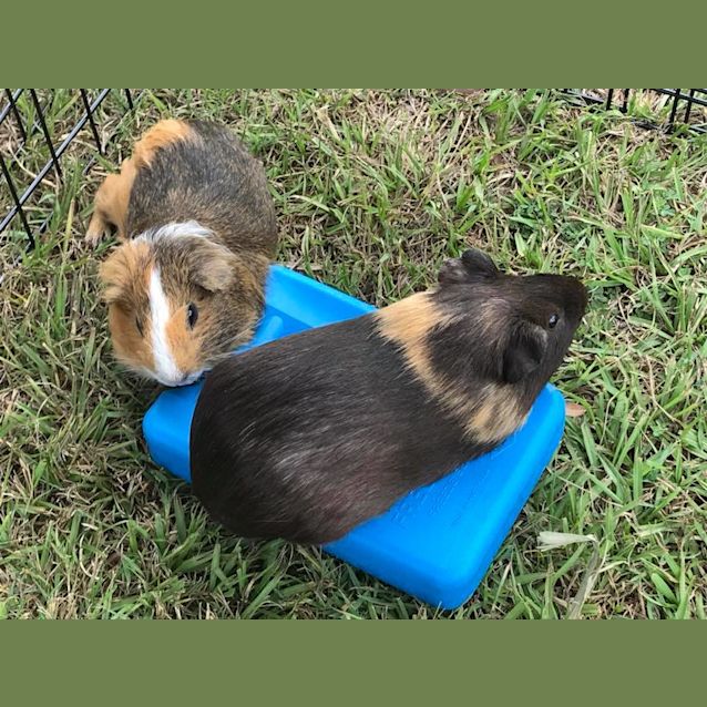 Photo of Ringo And Caramel