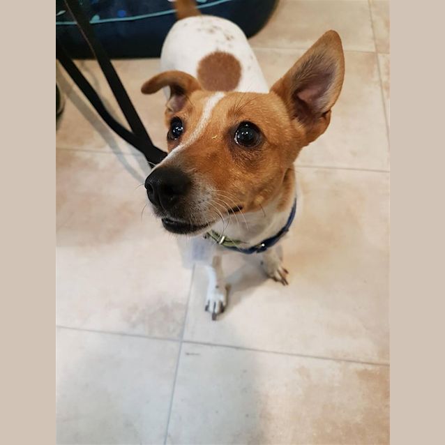 Photo of Peanut (Bonded With Biscuit)
