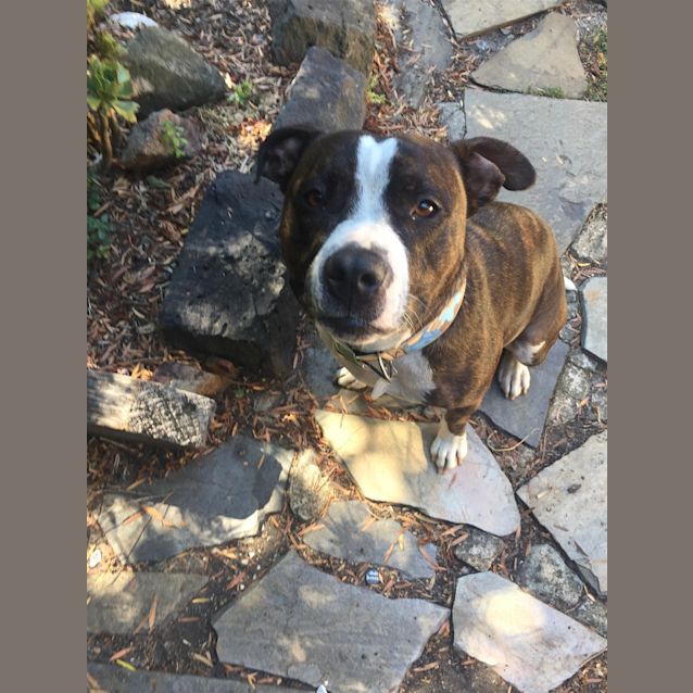Photo of Penny(now Bella)