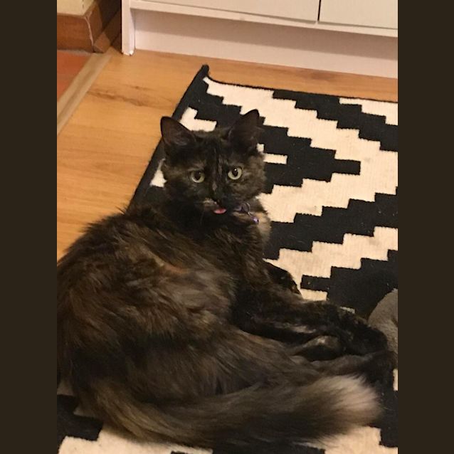 Photo of Olive