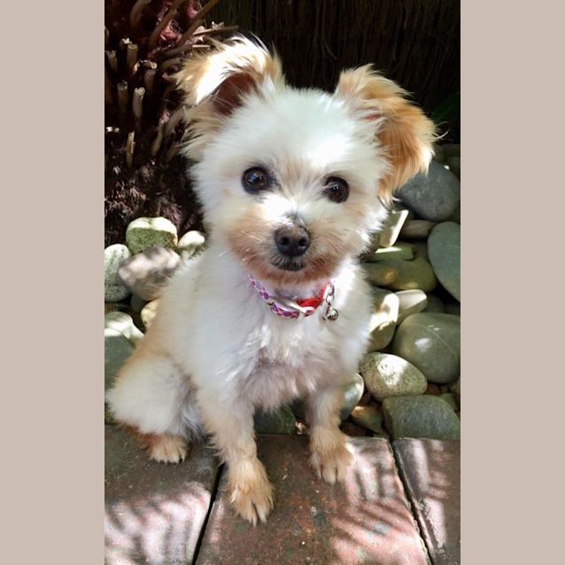 Photo of Coco