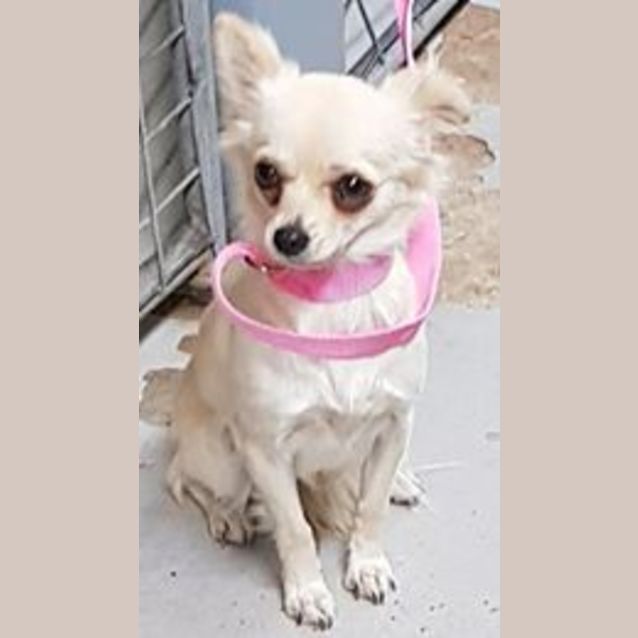 Photo of Willow