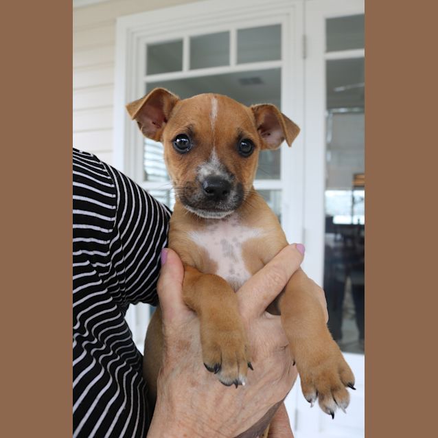 Photo of Bruno