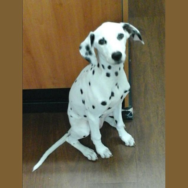Photo of Special Needs Sadie