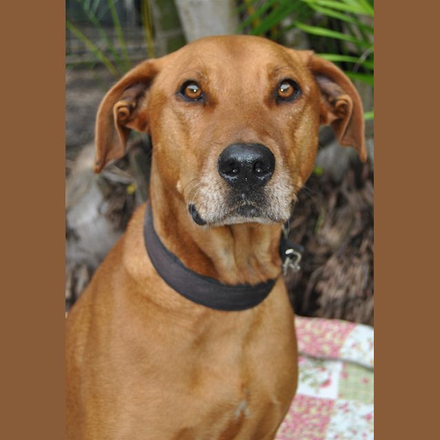 Photo of Chevy