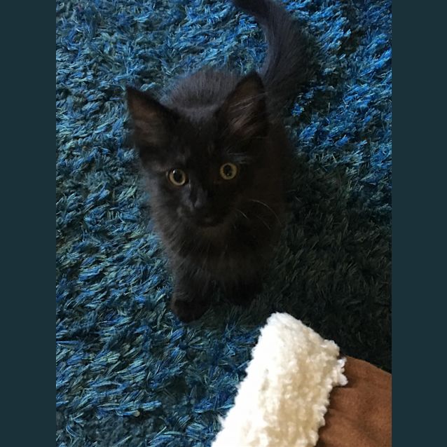Photo of Lacey