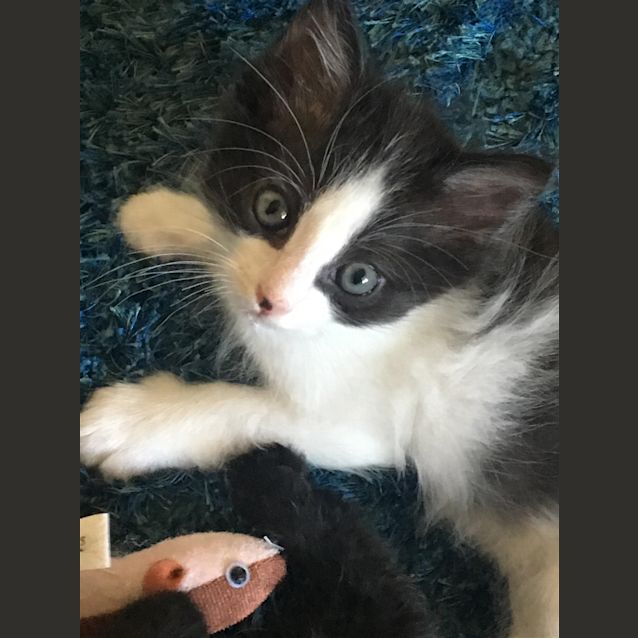 Photo of Louie