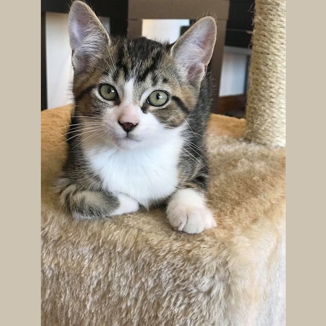 Photo of Meercat (Now Lenny)
