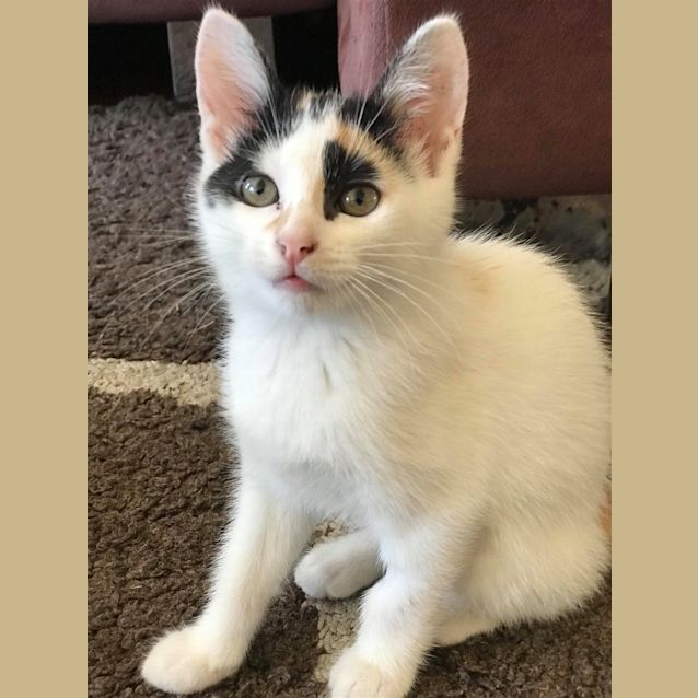 Photo of Patches