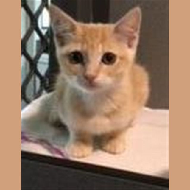 Photo of Dim