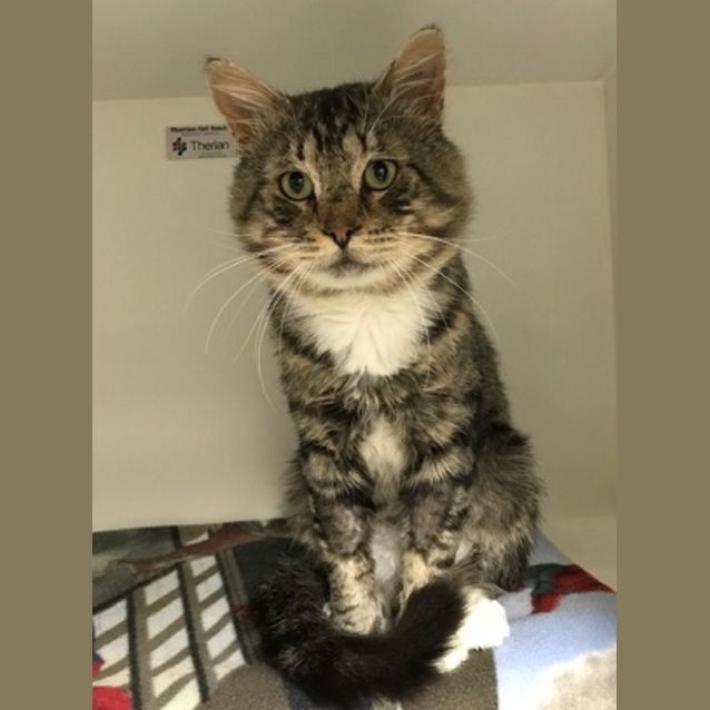 Photo of Big Boy Roy Sta002205
