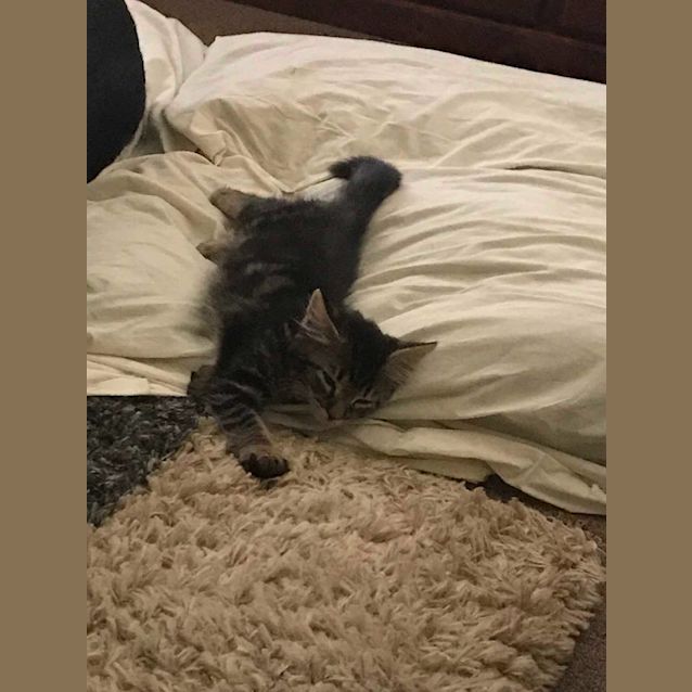 Photo of Maple 