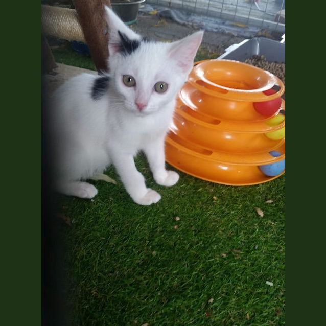 Photo of Spot