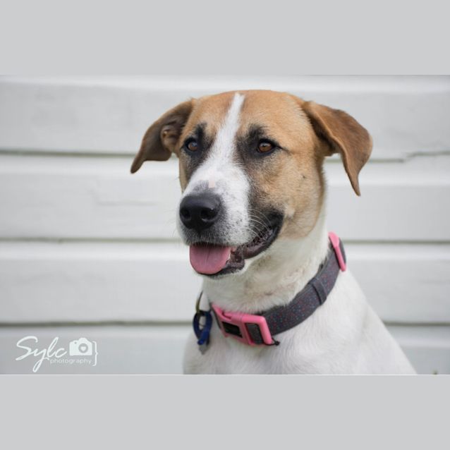 Photo of Mollypossum ~ "Mystery Breed" (On Trial 15 4 18)