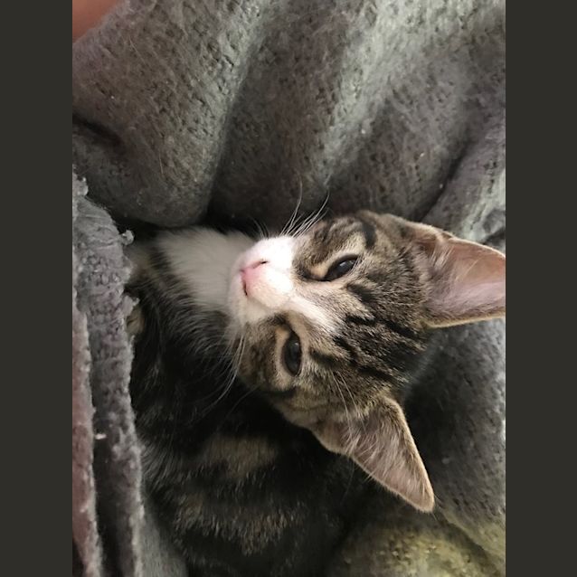 Photo of Willow 