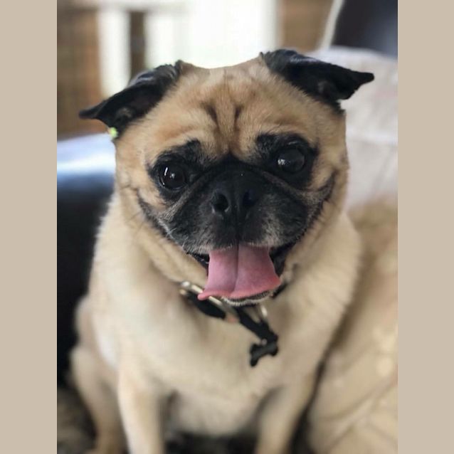 Photo of Dexter