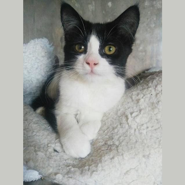 Photo of Misty