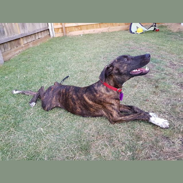 Photo of Bilko