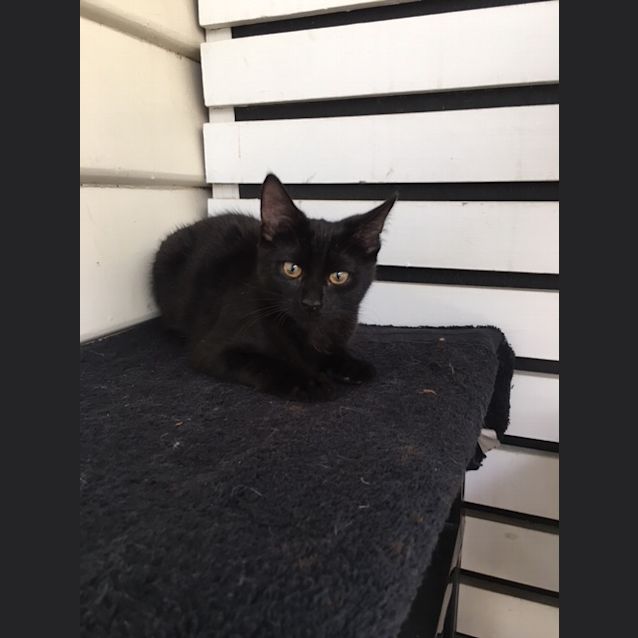 Photo of Mavro The Magnificent Kitten! 