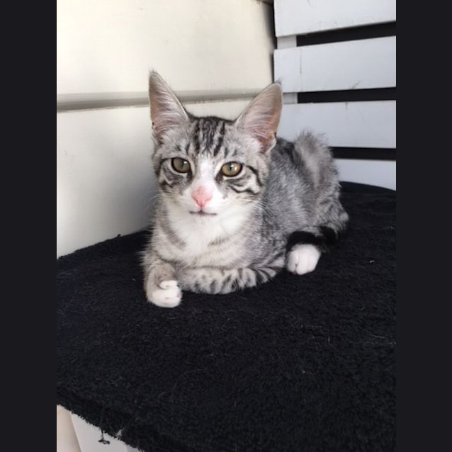Photo of Tj The Silver Tiger Kitten!