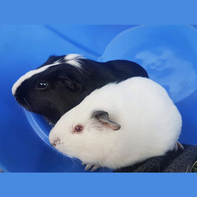 Photo of Bart & Breeze 