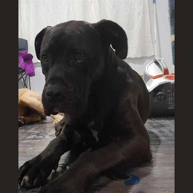 Photo of Diesel